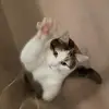 danielkvist259 - @danielkvist259 - TikTok