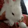 daniella vania ciccarelli reyes  - @daniellaciccarelli_3 - TikTok