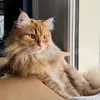 Daniella Clair - @daniellaclair1 - TikTok