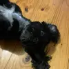 Daniella Claire - @daniella.claire36 - TikTok