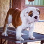 Daniel Lafarga - @dlafargah - Instagram