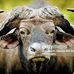 Daniel Labara - Facebook