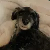 danii - @daniellardll - TikTok