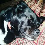 Daniel Lebert - @_daniel_the_maniel - Instagram