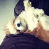 danielleberti - @danielleberti - TikTok