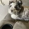 danielle caro - @danielle.caro2 - TikTok