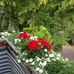 Daniel Leder - Facebook