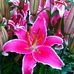 Daniel Lefort - Facebook