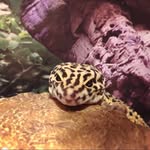 Daniel Leopard - @daniel_leopard_6 - Instagram