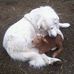 Daniel Lesueur - Facebook