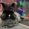 FoofyAndFriends - @danielleverange - TikTok