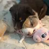 Nala🐾Lou❤️ - @danielleverschraegen - TikTok