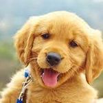 Daniel  Levinson - @daniel_levinson1 - Instagram