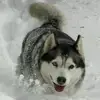 Husky66 - @danielelicalsi - TikTok