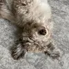 Danny :) - @daniel.lins - TikTok