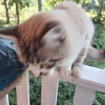 Daniel Lippel - @dani.ellippe - Instagram