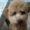 Daniela Losco - @daniela.losco - TikTok