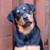 daniel - @daniel.lovatt - TikTok