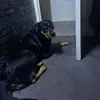 Daniel L - @daniel.lovatt25 - TikTok