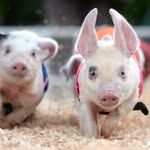 Daniel.N.Gibson - @daniel_loving_pig - Instagram