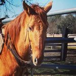 LL Farm Daniel Lowther - @getyatackyon - Instagram