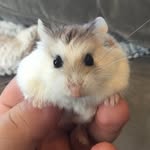 Wiskers - @daniel_lubach13 - Instagram