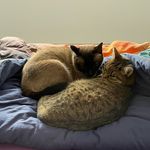 Daniel Lübben - @gismo_nala01 - Instagram
