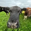 Daniel Lynam - @daniel.lynam - TikTok