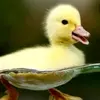 Daniel Macena - @danielmacena08 - TikTok