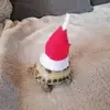 Rocky_the_Rockstar - @danielmackie68 - TikTok