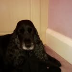 @maddogdaniel05 - Instagram