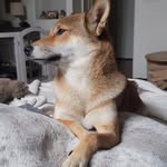 Daniel Magill - @daniel_and_dio - Instagram