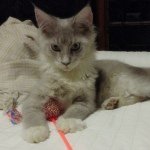 Daniel Maine Coon - @dannycoon - Instagram