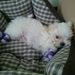 Daniel (Diesel) Maltese - @diesel_maltese - Instagram
