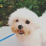 daniel maltese - @maltesedany - Instagram