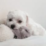 Daniel Shin - @maltese_shin_daniel - Instagram