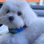 Maltese_Hasan - @maltese_daniel_hassan_ - Instagram