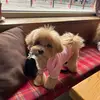 Maltese&Maltipoo dog🐶D&D&Mia - @maltesedaniel - TikTok