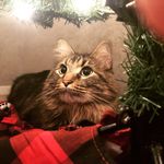Daniel Maltzman - @daniel_maltzman - Instagram