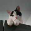 danielamanella - @kitty_wgf2 - TikTok