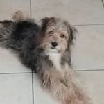 Daniela Maniaci - @daniela.maniaci.750 - Instagram