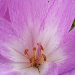 Daniel Mannix - @instantshanti - Instagram