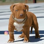 @danielmanusama25 - Instagram