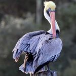 Daniel Maples - @cypress_swamp - Instagram