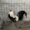 Daniel Marin - @daniel.marin556 - TikTok