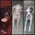 Daniel Marquess Daniel - @danielmarquessdaniel - Instagram