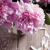 Daniela Marsico - @danielamarsico - TikTok