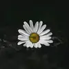 Marten. - @danielmarten3 - TikTok
