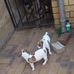 Daniel Masina - Facebook