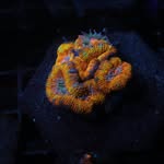 Daniel Mates - @kpa_daniel - Instagram
